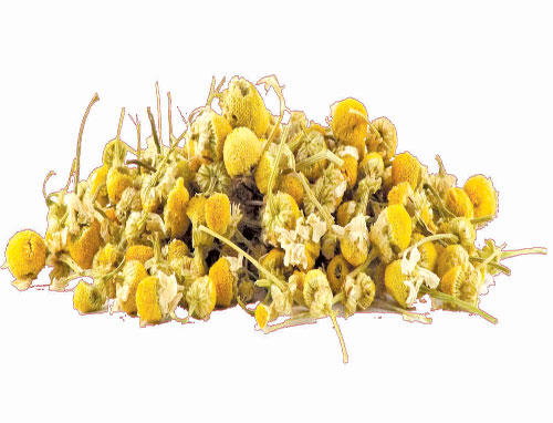 زهره البابونج