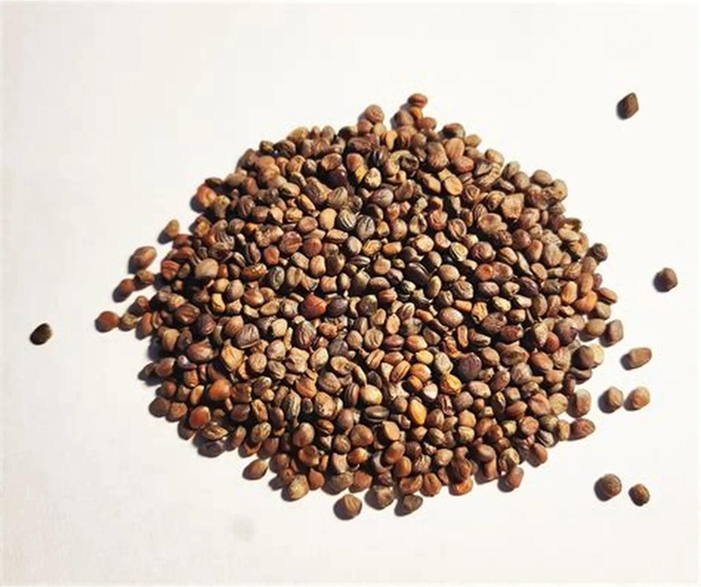 بذور الجرجير